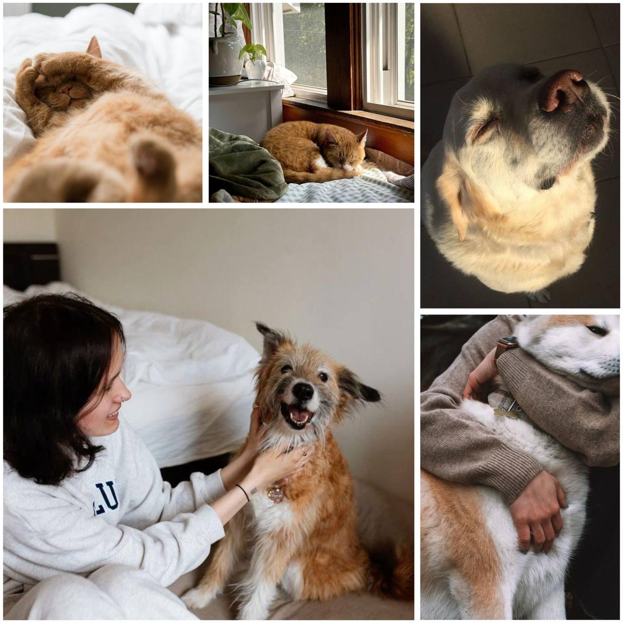 Ищем друга на выставке-приюте «Путь домой»