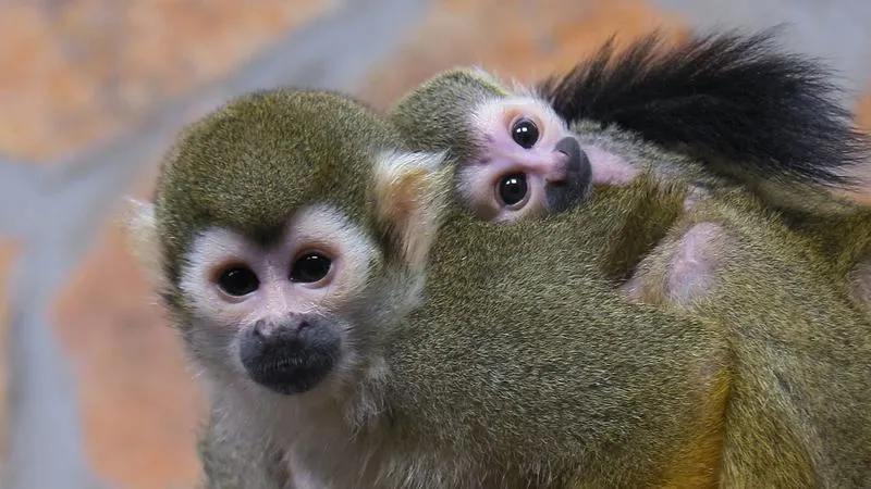Заглянем в гости к обезьянкам