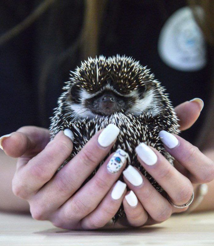 Ежеминутка