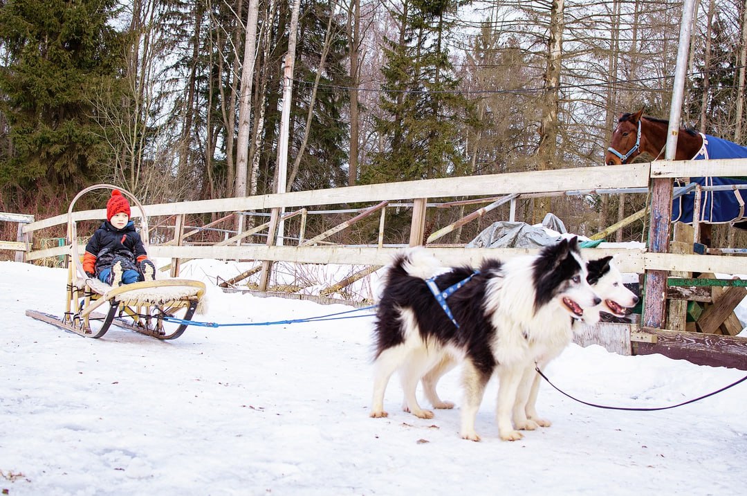 В гости к хаски: Лапы, уши и хвосты + фотосессия в лесу