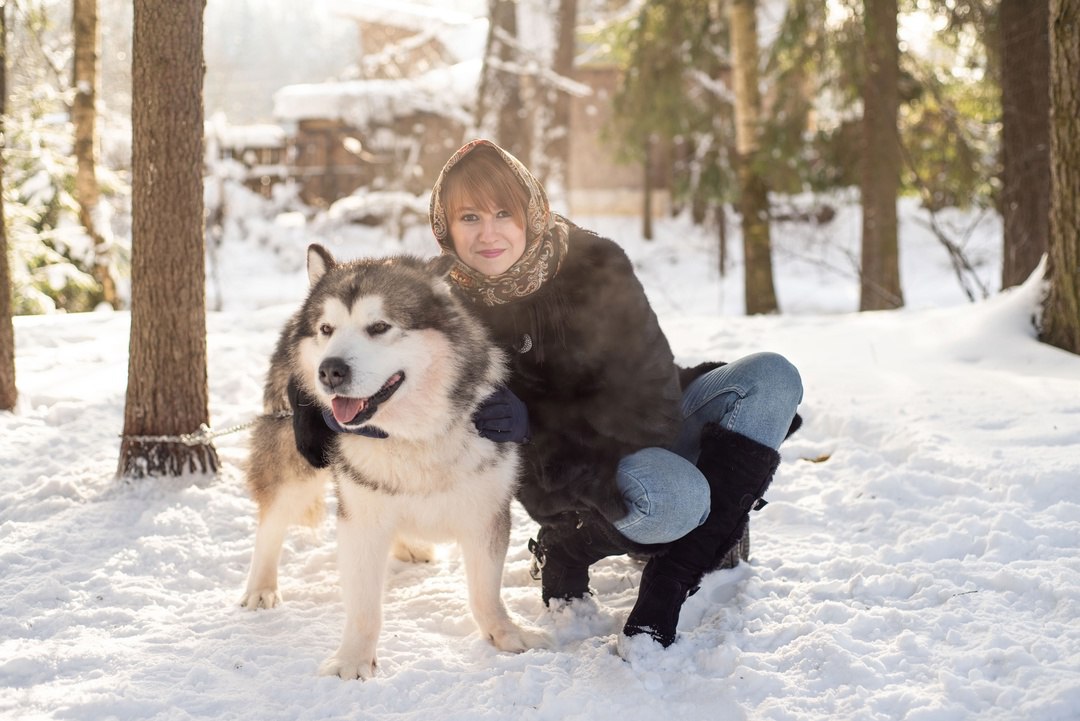 В гости к хаски: Лапы, уши и хвосты + фотосессия в лесу