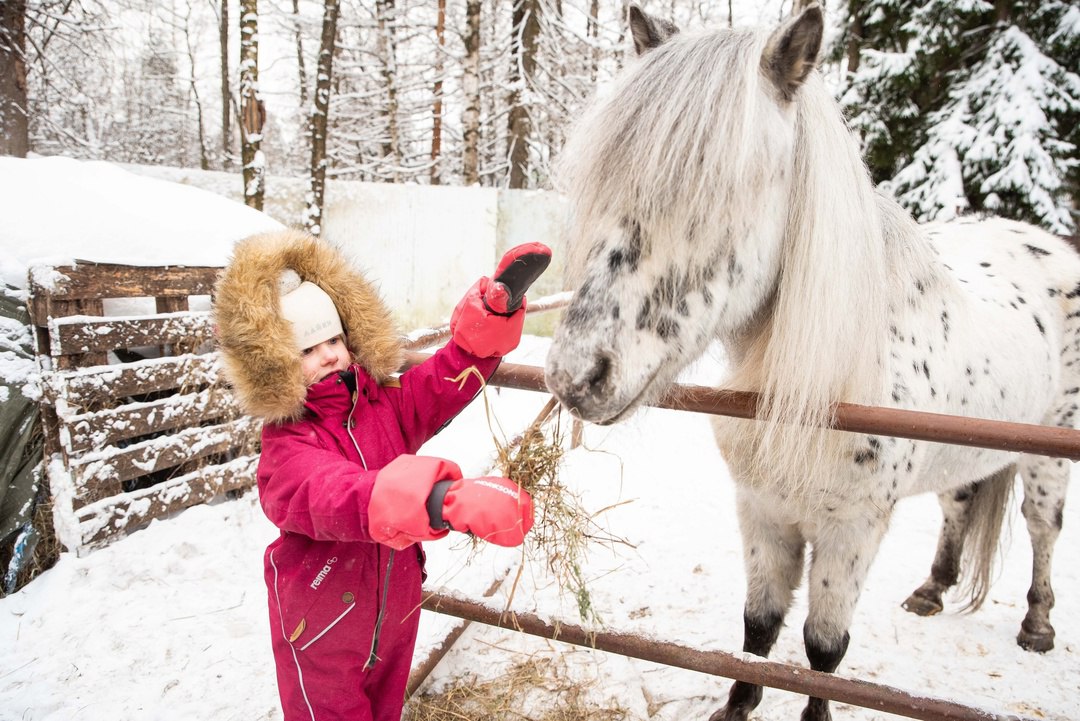 В гости к хаски: Лапы, уши и хвосты + фотосессия в лесу