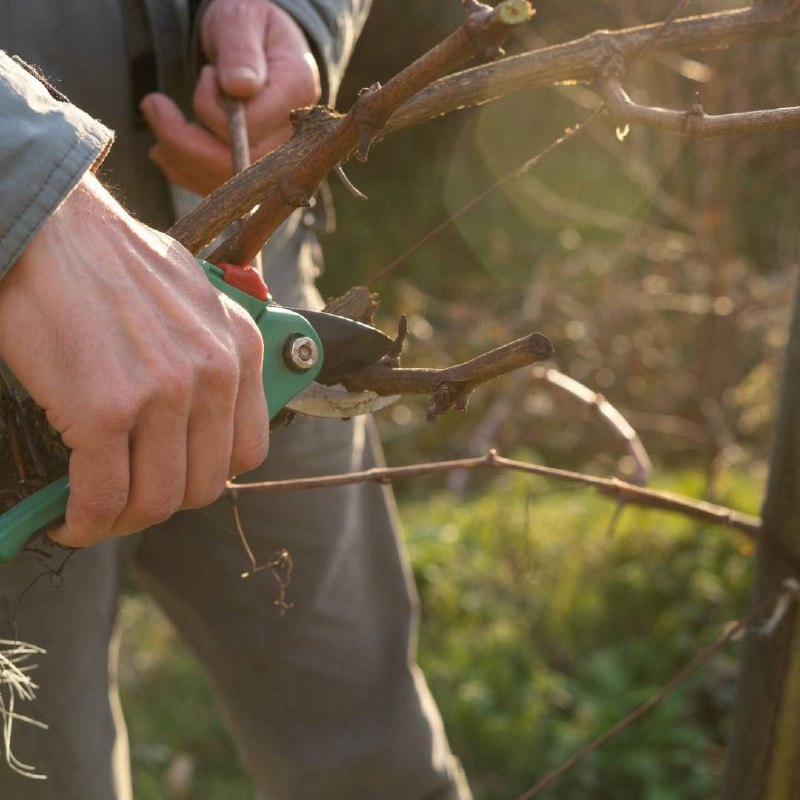 Вечер с агрономом в честь праздника виноградарей «Трифон Зарезан»