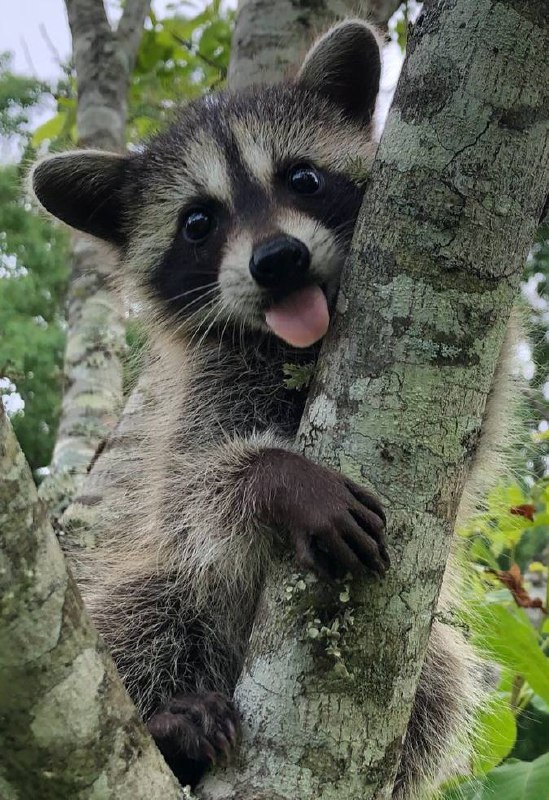 Фестиваль милых домашних енотов