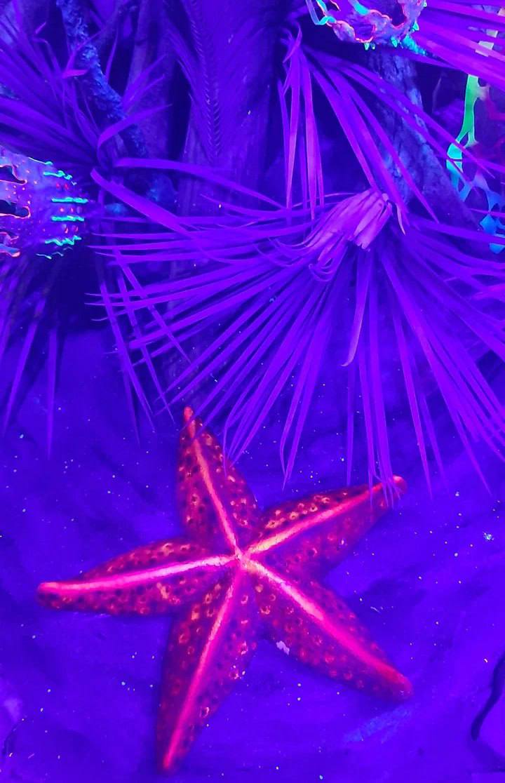 Погружение в мир морских глубин