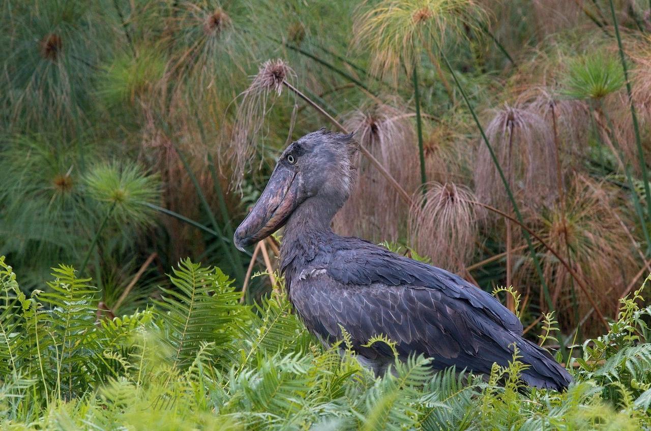 Лекция «Такие разные пеликанообразные»