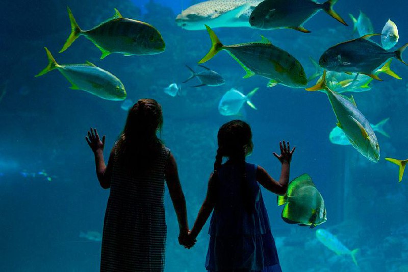 Проводим каникулы в Москвариуме