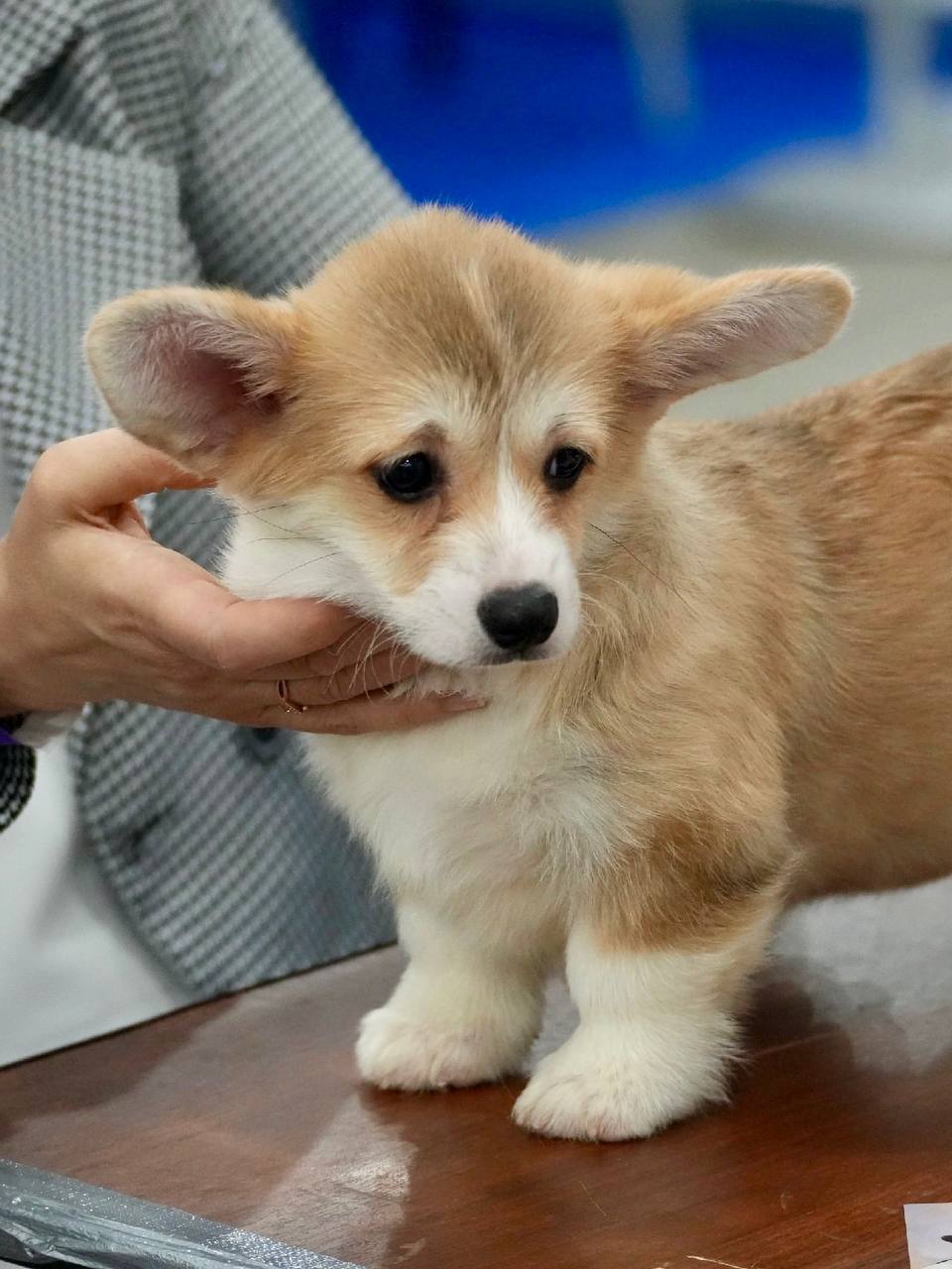 Город собак + мир кошек