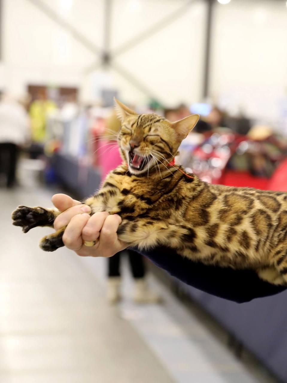 Город собак + мир кошек