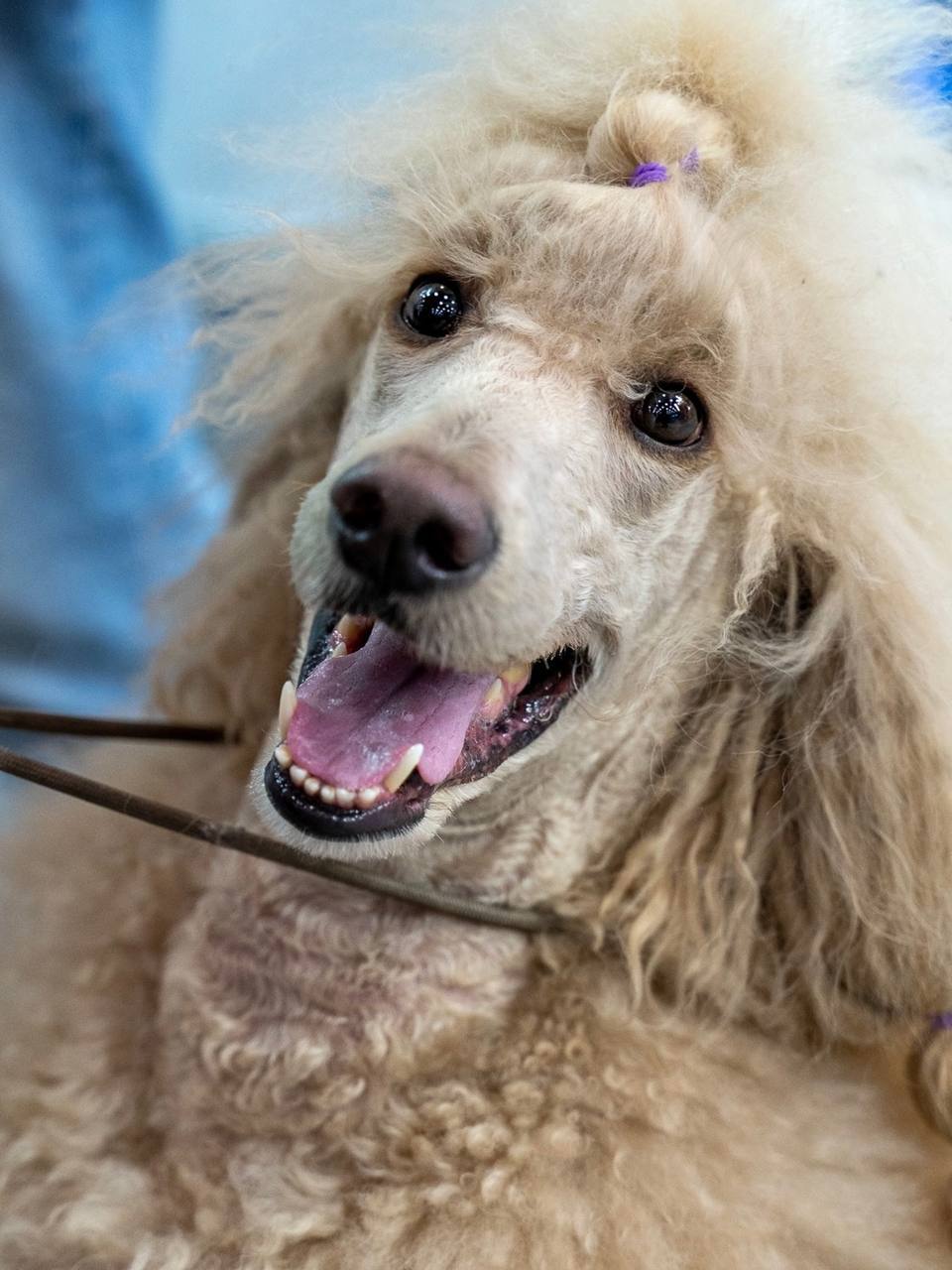 Город собак + мир кошек