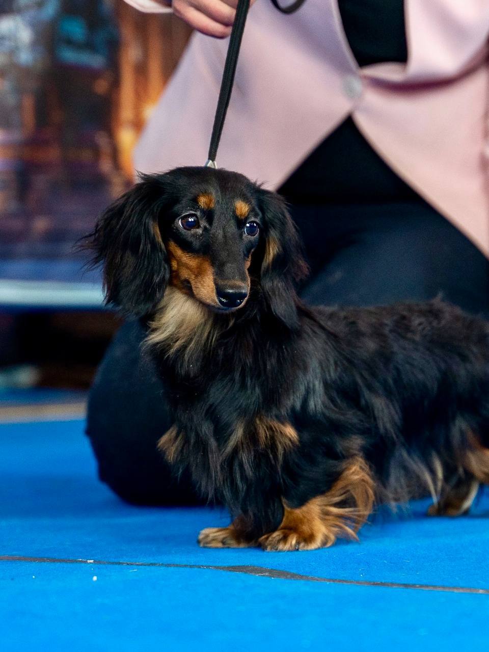 Город собак + мир кошек