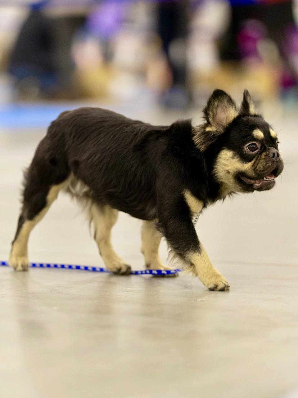 Город собак + мир кошек