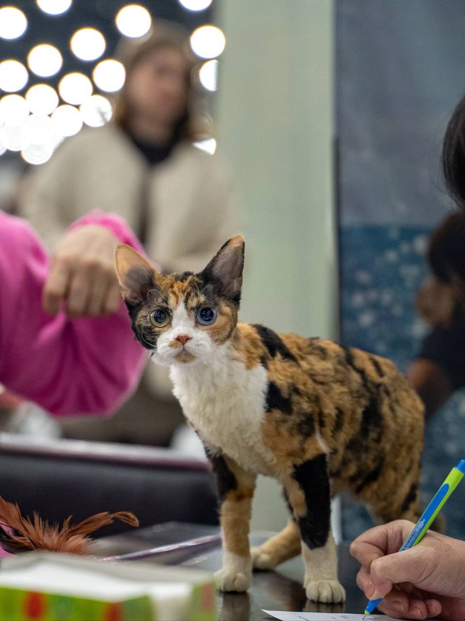 Город собак + мир кошек