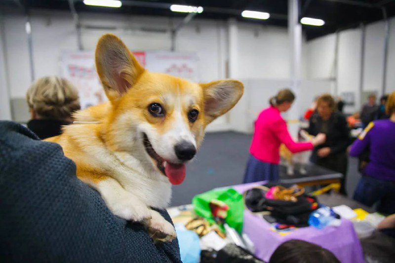 ЗООШОУ | Выставка домашних животных