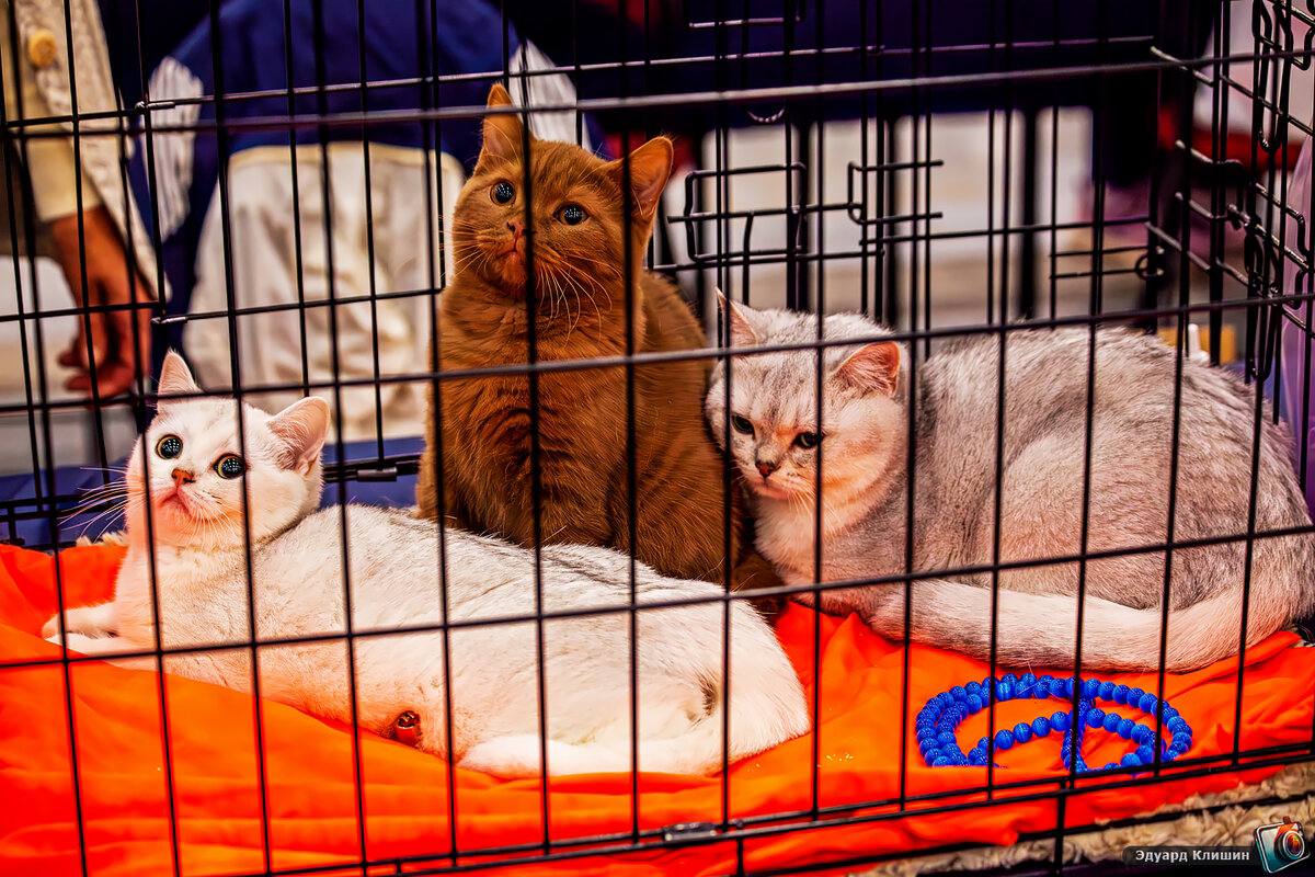 ЗООШОУ | Выставка домашних животных