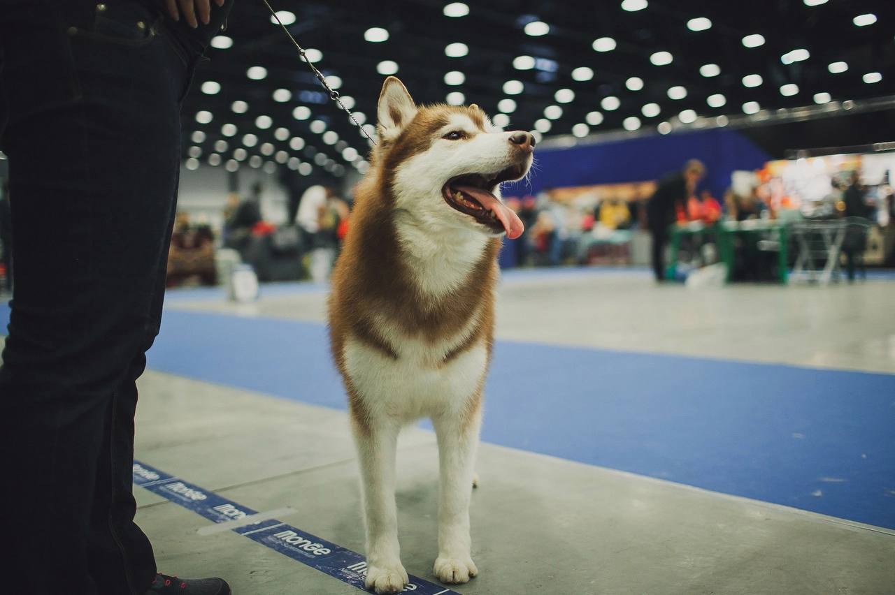 ЗООШОУ | Выставка домашних животных