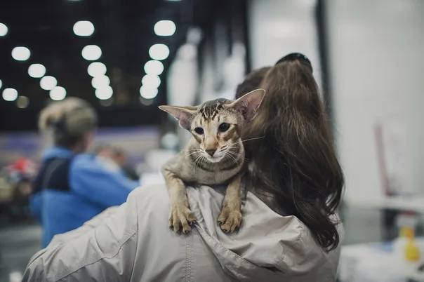 ЗООШОУ | Выставка домашних животных