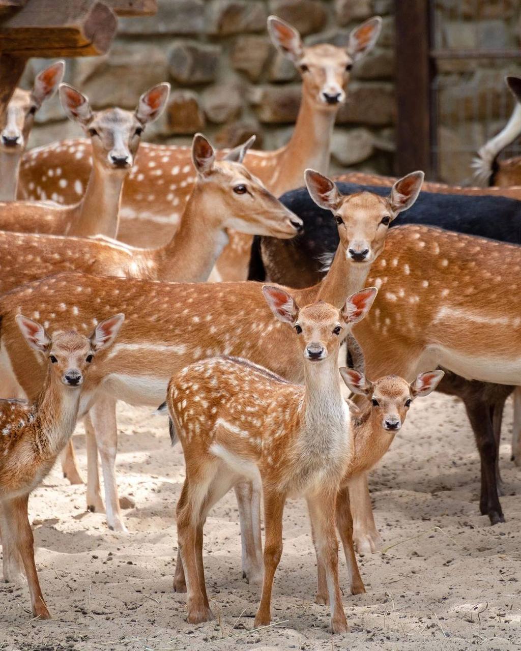 Масленица: гуляй, веселись, провожай зиму!