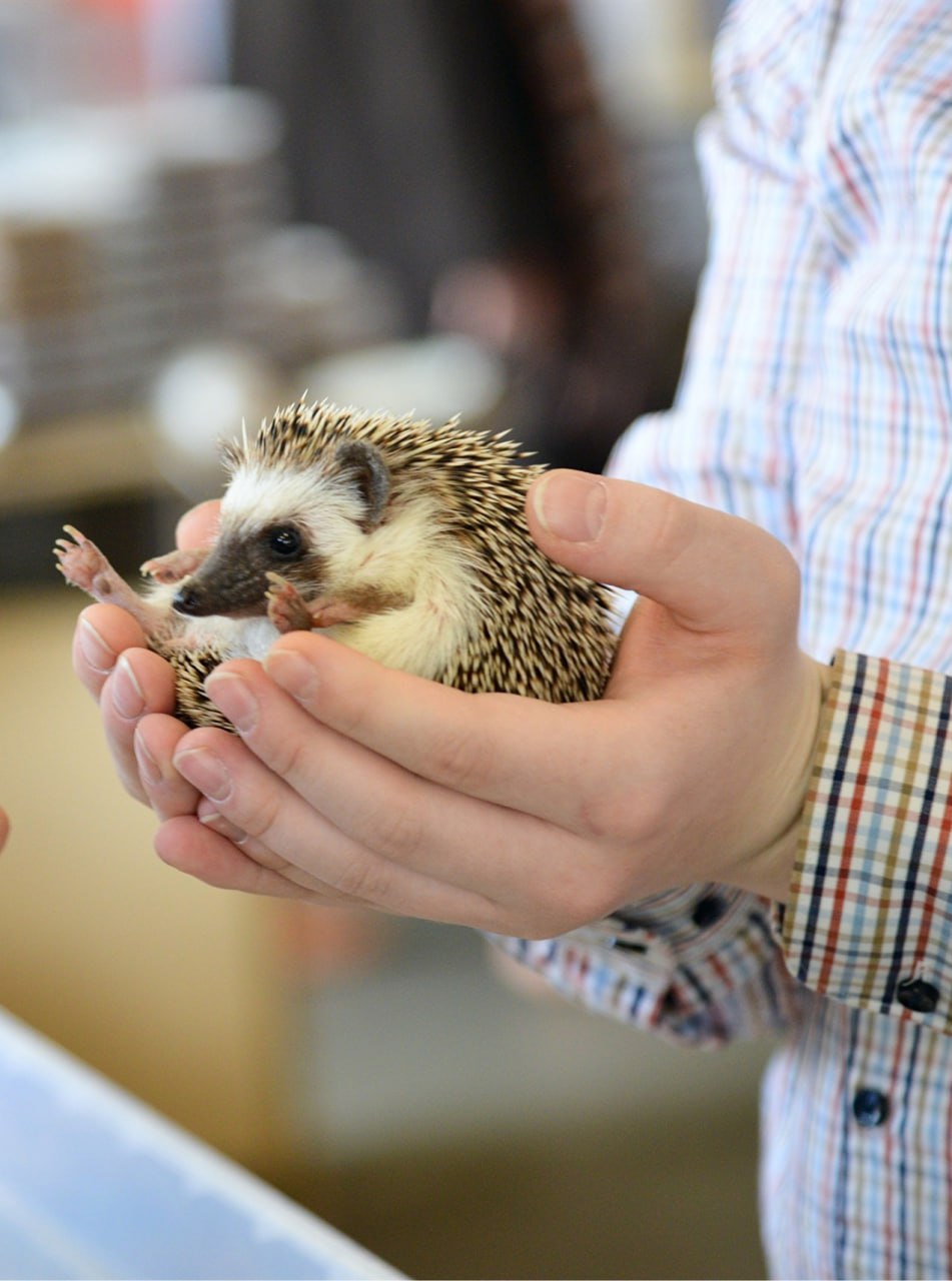 Ежи в Лофт проекте Этажи