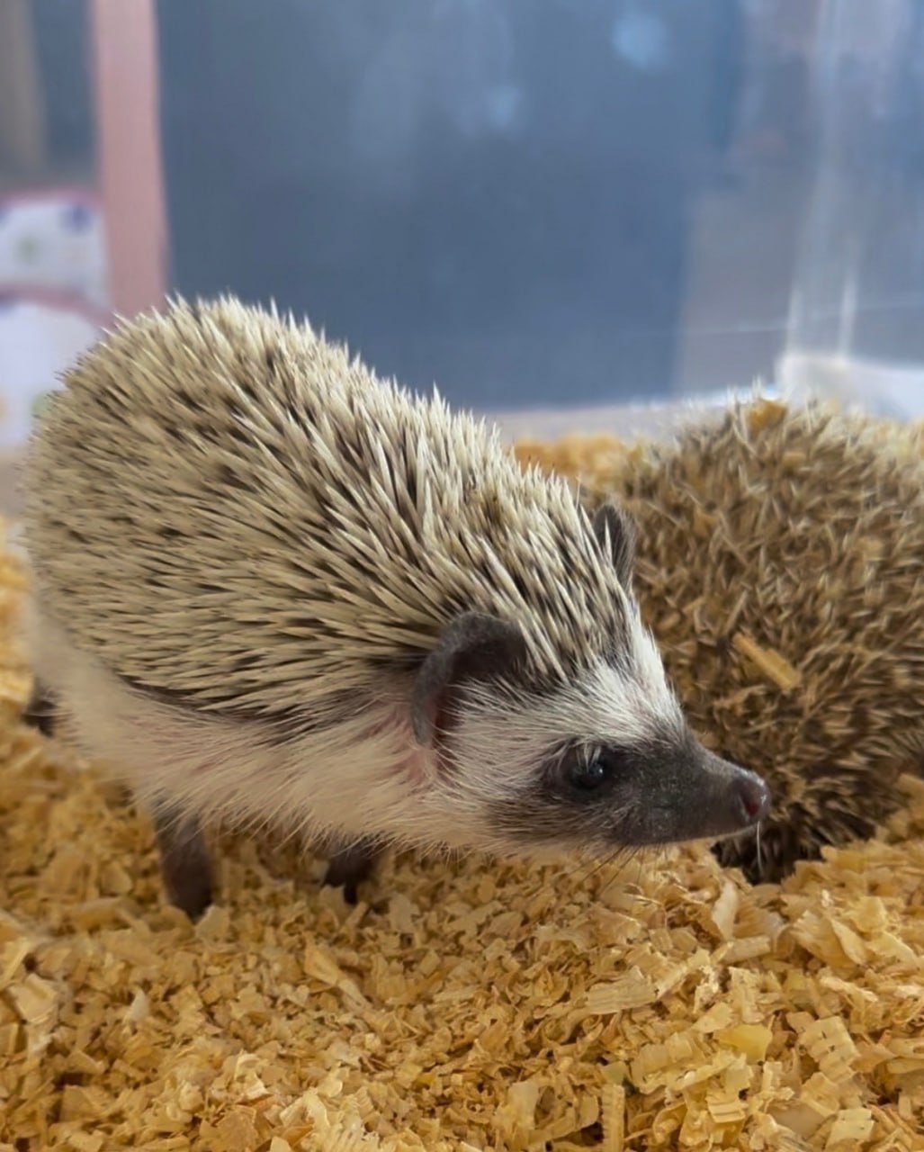 Ежи в Лофт проекте Этажи