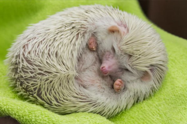 Ежи в Лофт проекте Этажи