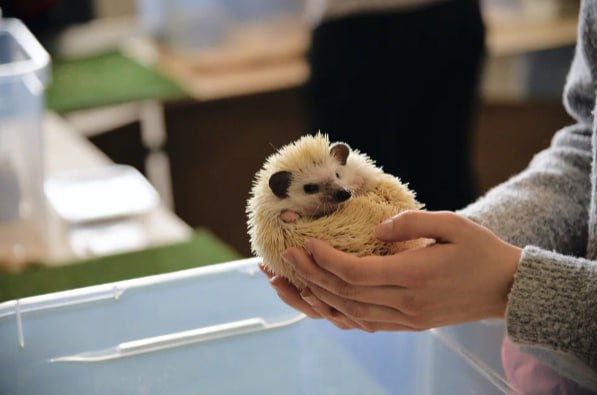 Ежи в Лофт проекте Этажи