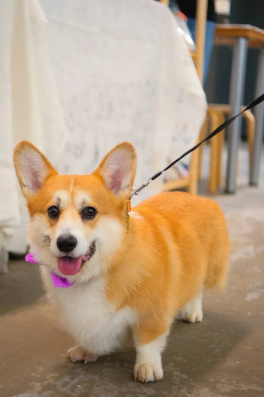 Весенний маркет к 8 Марта: Кичи-Базар