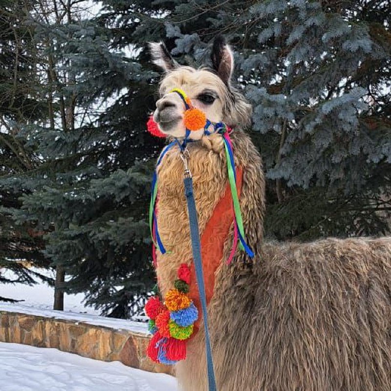 Масленица в Ленинградском зоопарке