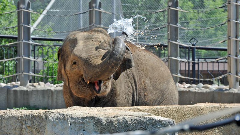 Удивительные родственники слонов