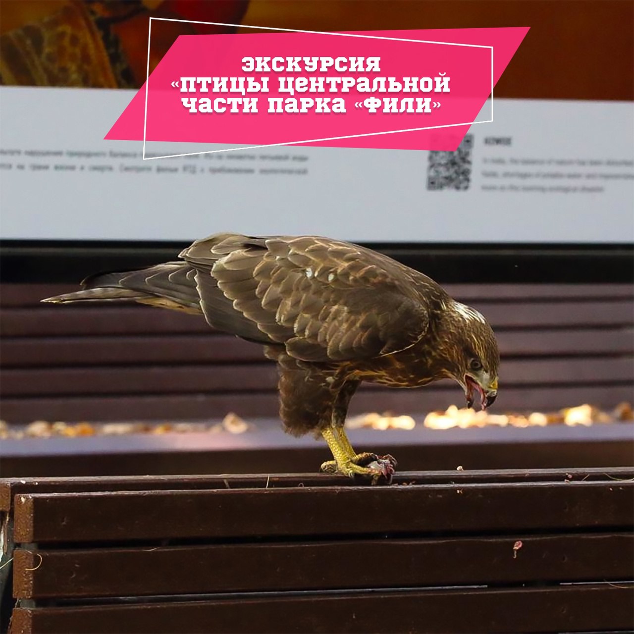 Экологическая экскурсия "Птицы центральной части парка "Фили"