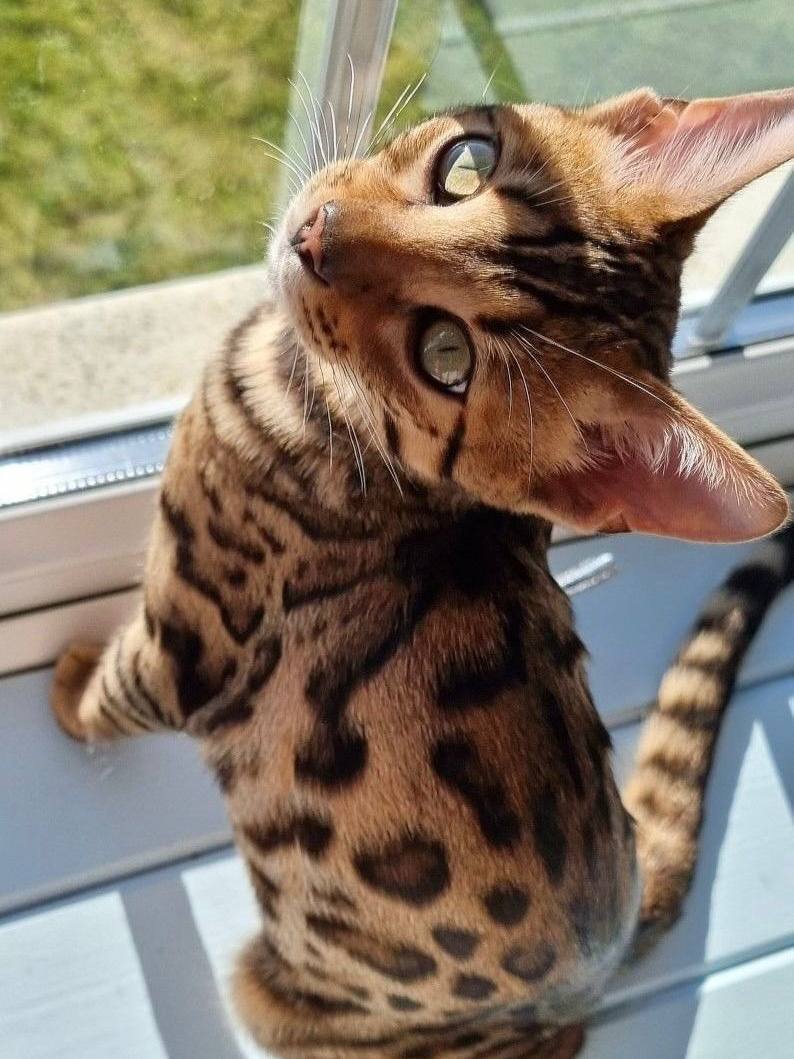 Фестиваль породистых животных «ЛапЛандия»