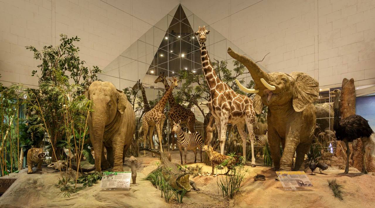 Бесплатный вход в Дарвиновский музей