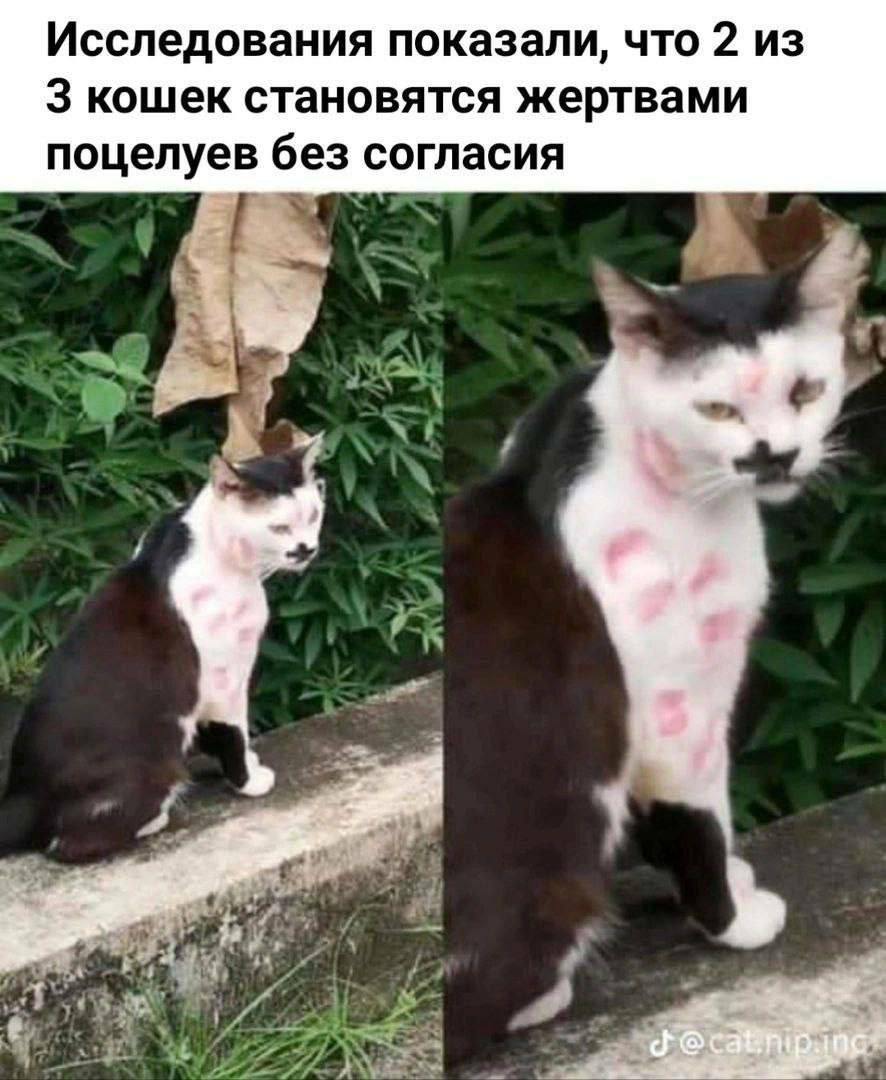 Кисс каддл и страхи