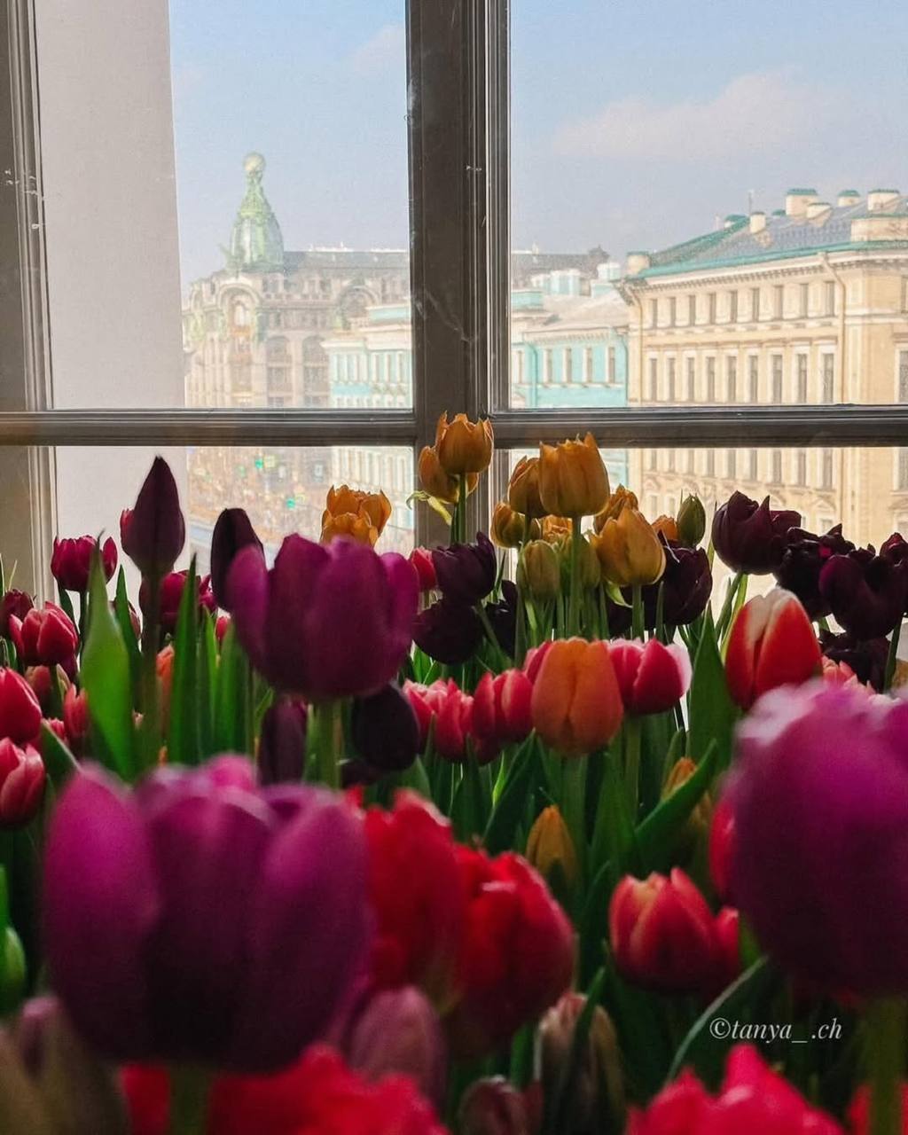 Фестиваль тюльпанов