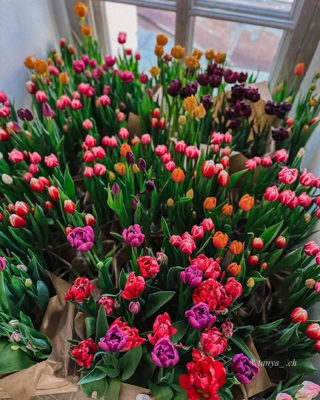 Фестиваль тюльпанов