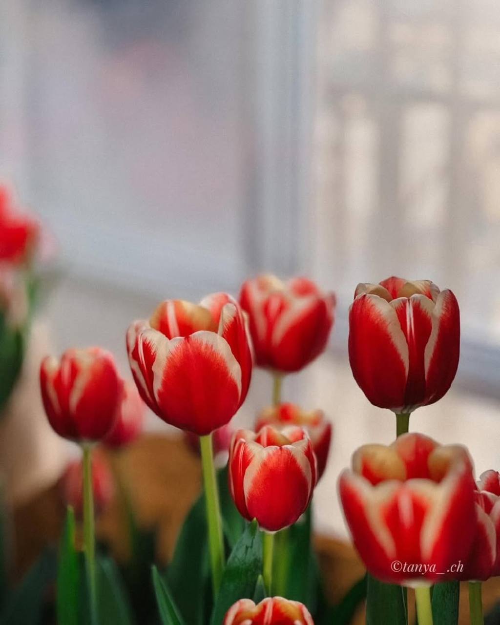 Фестиваль тюльпанов