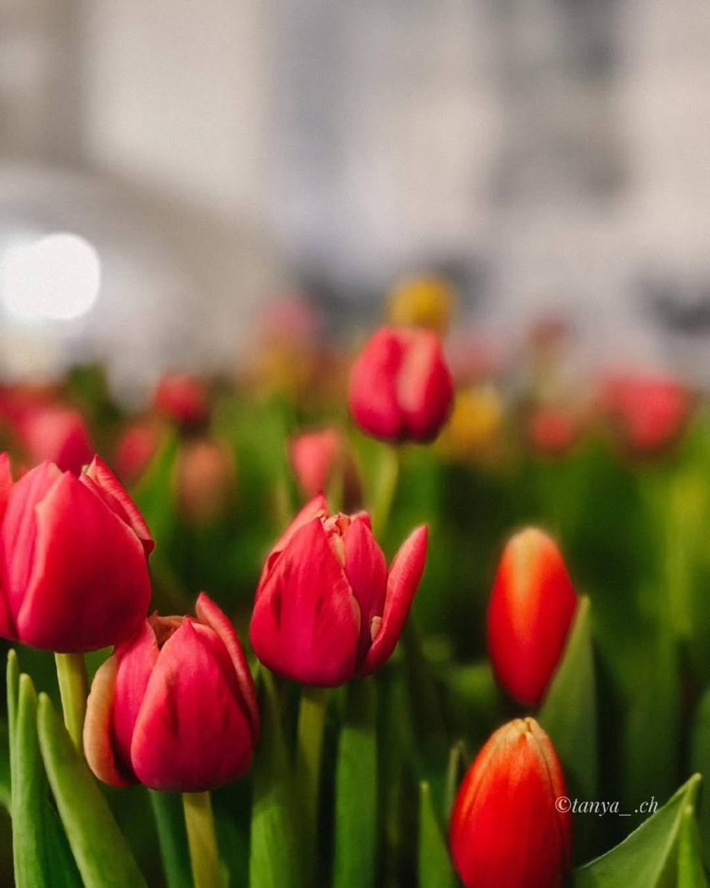 Фестиваль тюльпанов