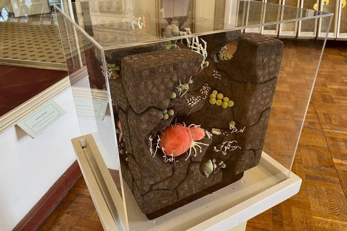 Идем в музей почвоведения бесплатно