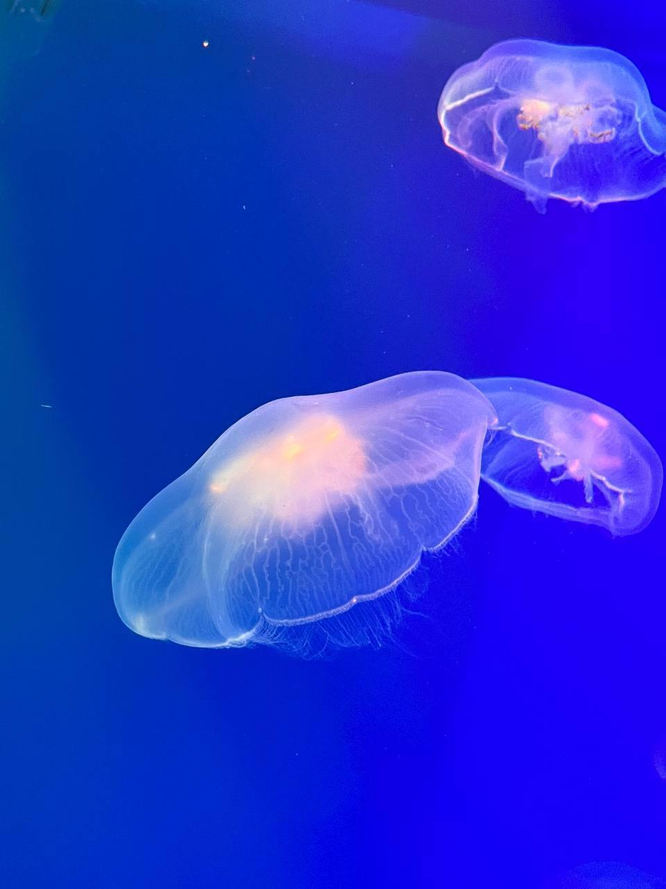 Изучаем подводный мир