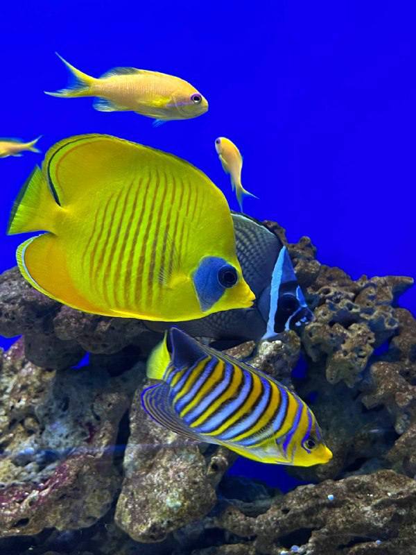 Изучаем подводный мир