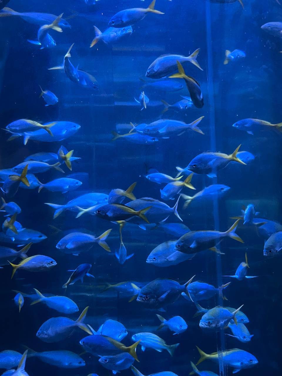 Изучаем подводный мир