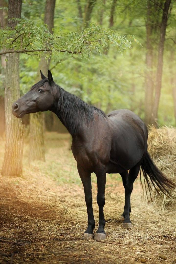 Конные туры и агротуризм