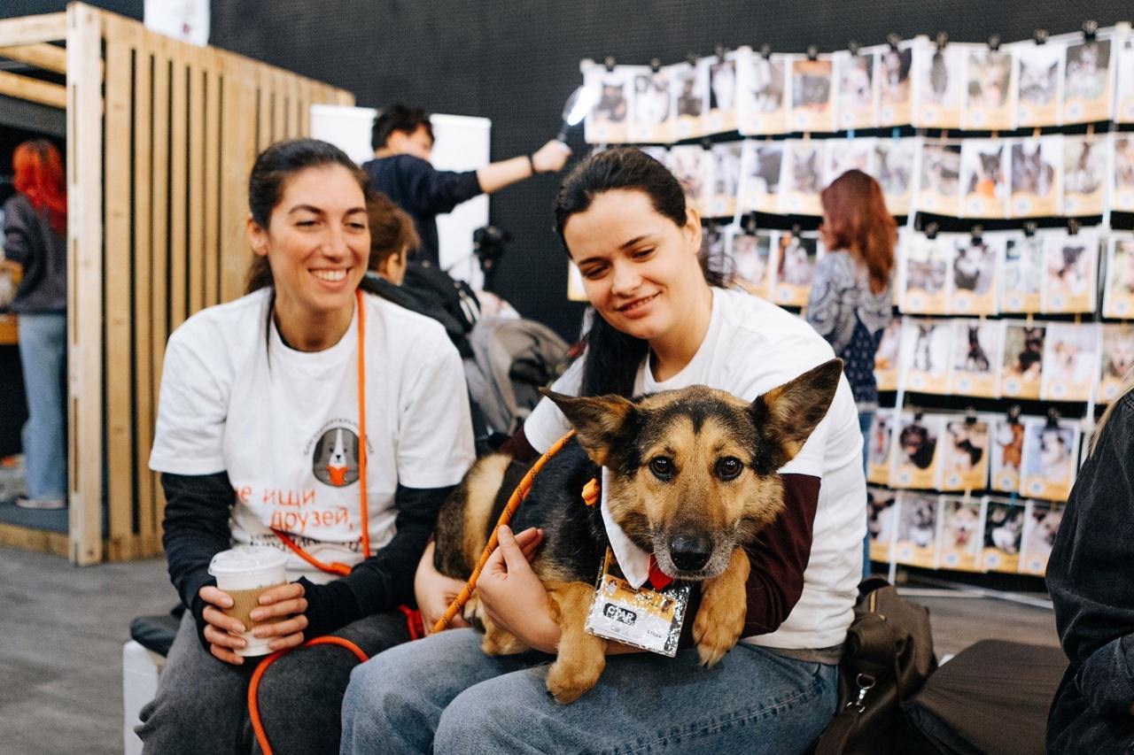 Добрый фестиваль «Собаки, которые любят... и котики!»