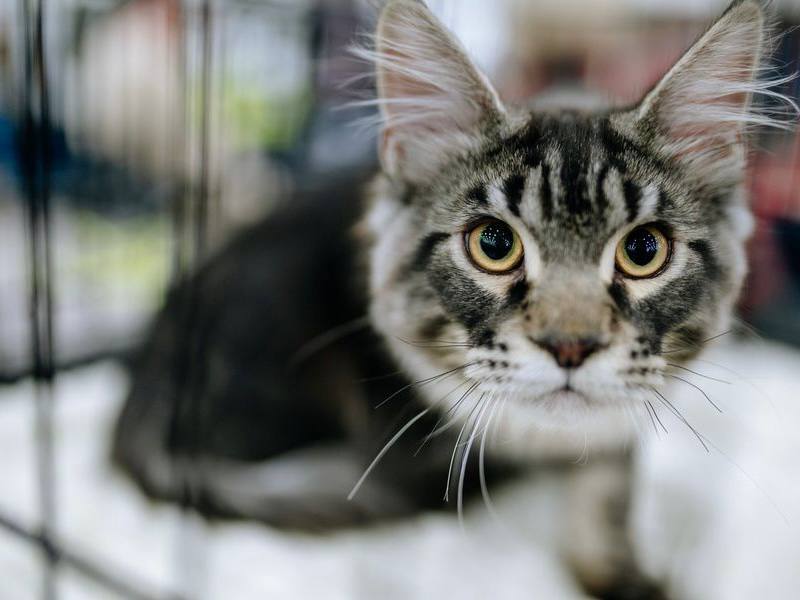 Крылья, лапы и хвосты: «Зоошоу»