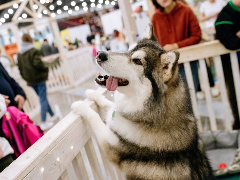 Крылья, лапы и хвосты: «Зоошоу»