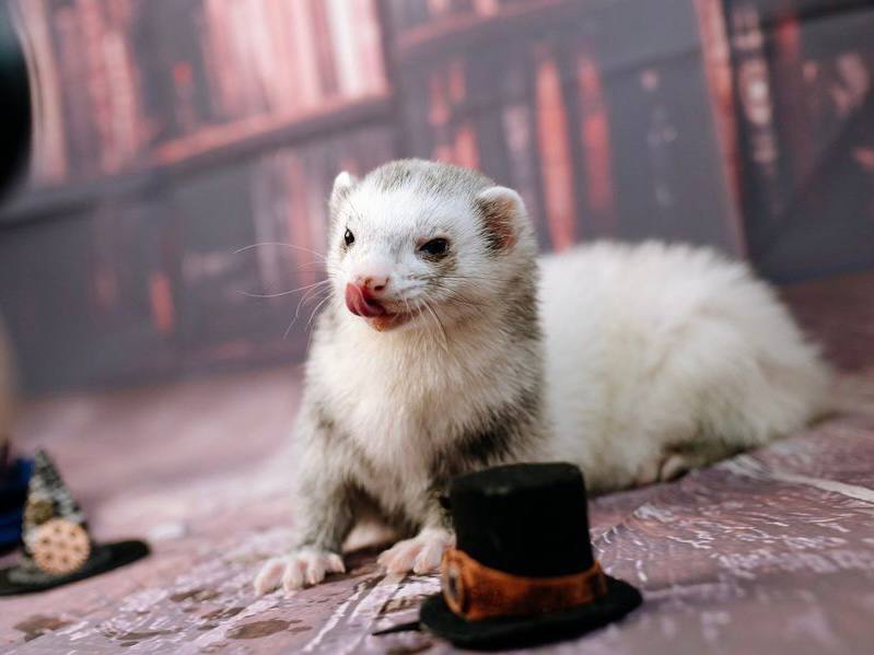 Крылья, лапы и хвосты: «Зоошоу»