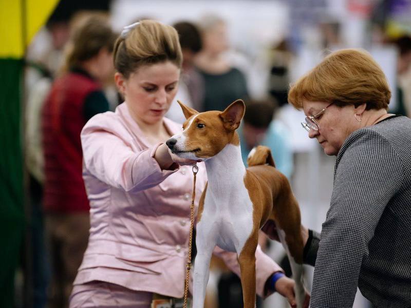 Крылья, лапы и хвосты: «Зоошоу»