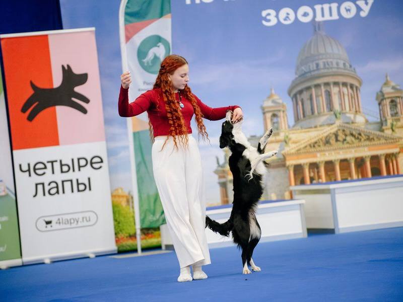 Крылья, лапы и хвосты: «Зоошоу»