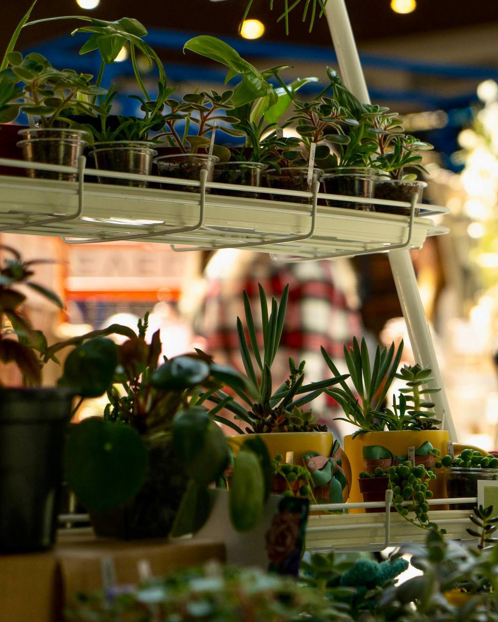 Цветочный своп, ботанические мастер-классы и встречи с локальными мастерами