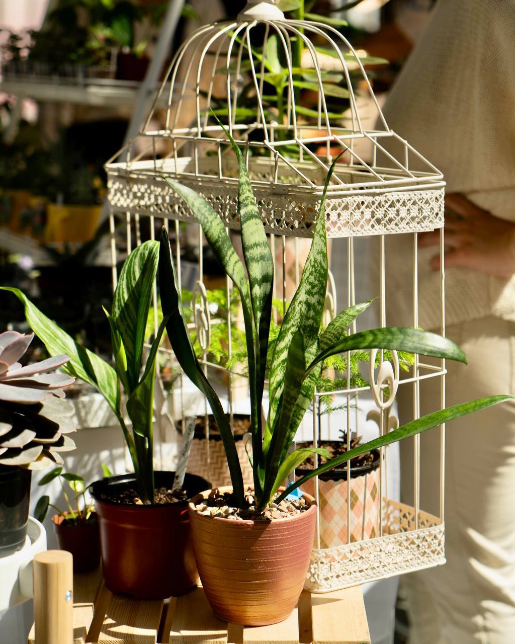 Цветочный своп, ботанические мастер-классы и встречи с локальными мастерами